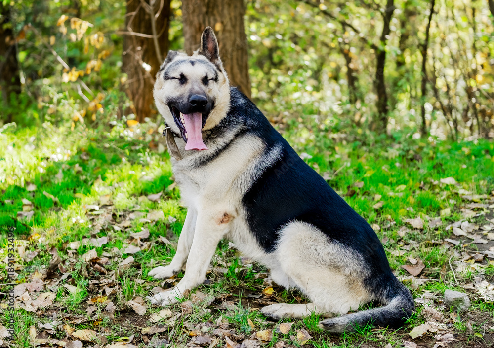 Obraz premium Portrait of big shepherd dog yawning with tongue out sitting on green grass in autumn forest funny animal emotions and domestic pet concept in beautiful nature park