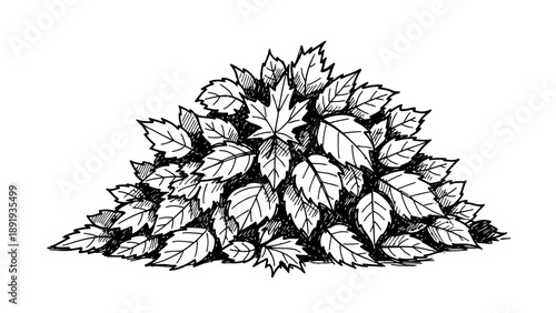 Pile of fallen autumn leaves hand drawn illustration.