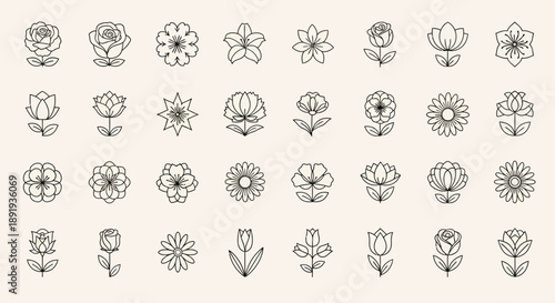 Elegant floral sketches showcasing diverse botanical forms in a subtle and sophisticated display