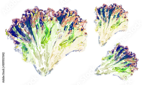 サニーレタスのラフな水彩スケッチのセット