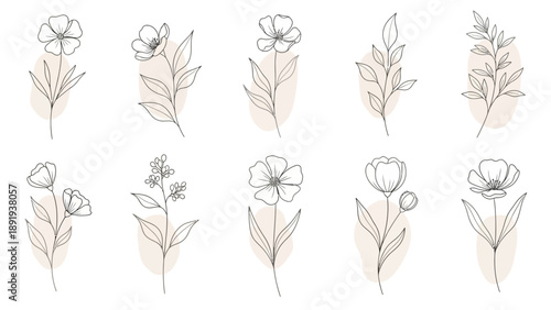 Set of delicate hand-drawn floral illustrations with abstract watercolor accents.