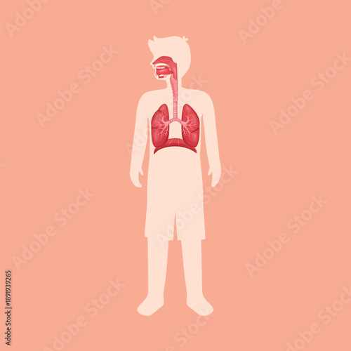 An educational human anatomy illustration highlighting the lungs inside the body silhouette, suitable for medical, health, and biology content.