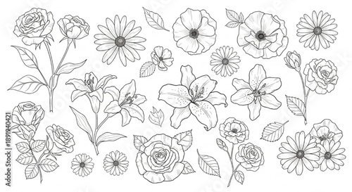 Black and White Floral Illustrations Collection Isolated on White