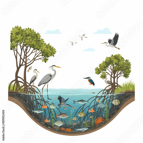 Diverse Wetland Ecosystem Thriving with Herons, Fish, and Mangroves in a Detailed Vector Illustration