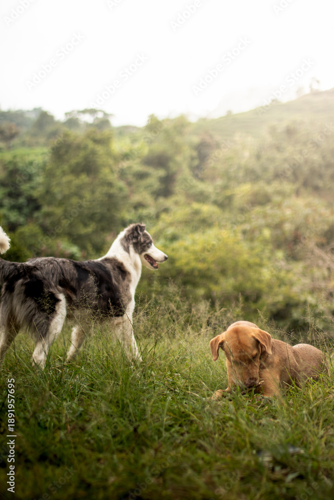 Fototapeta premium Full shot of two dogs enjoying nature. One grey and white border collie mix standing and a brown dog lying down chewing grass in a green meadow with trees in background.