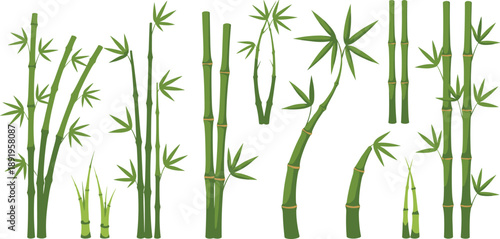 Bamboo Stalk and Leaf Vector Set with Curved Green Stems and Botanical Plant Elements