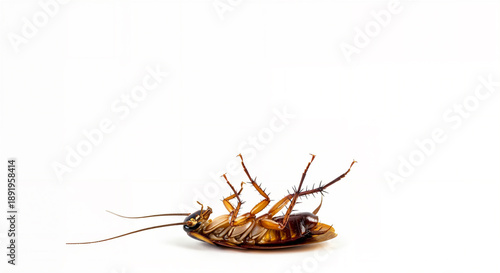 Dead cockroach lying on its back on a clean white wide background.