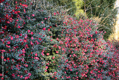 natural background of camellia tree in bloom 