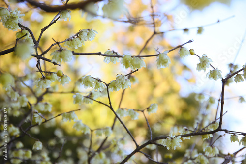 natural background of winter sweet in bloom