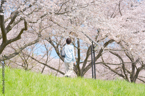 Wallpaper Mural 満開の桜と散歩する女性　後ろ姿 Torontodigital.ca