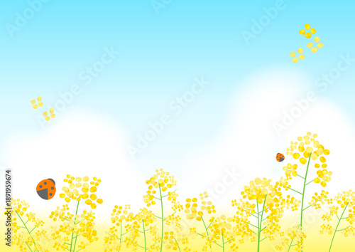 菜の花畑と青空の背景