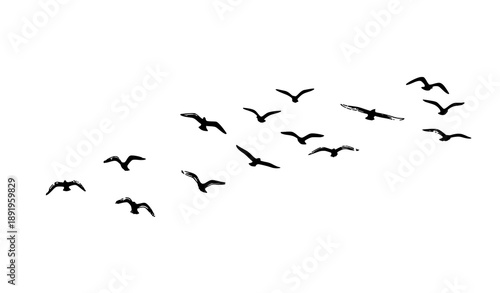 Flying birds ink line silhouette flock vector set