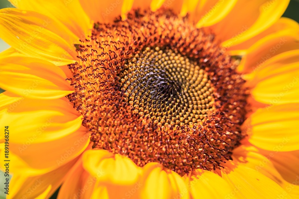 Obraz premium The Heart of Summer: Macro View of a Vibrant Sunflower