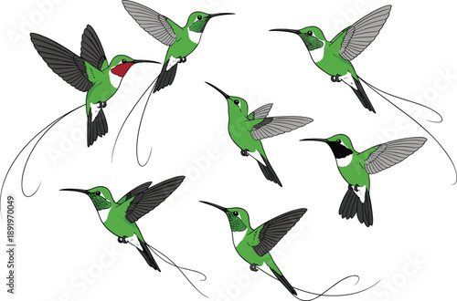 Hand drawn hummingbird collection in flying poses with detailed green feathers wildlife nature illustration set