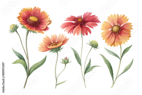 Watercolor Blanket Flower Gaillardia Art, Botanical Clipart, vector illustration isolated on white background
