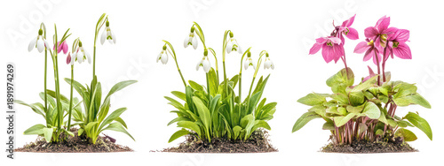 Three sets of snowdrop plants hellebore plants and winter aconite on transparent background