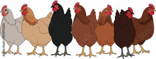 Colorful chicken breeds illustration showing different hens standing together, farm poultry collection artwork for agriculture, livestock, homestead and farming design