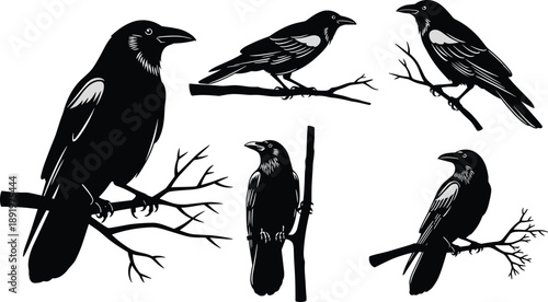 Crow and raven silhouette birds perched on branches, detailed wildlife vector illustration set, black corvid designs for nature and decorative artworks