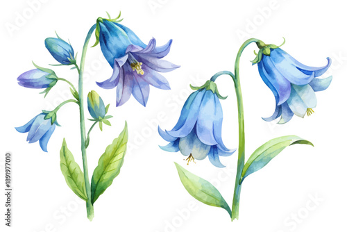 Watercolor Bluebell Flower Clipart, Delicate Botanical Art, vector illustration isolated on white background
