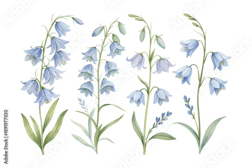 set of Watercolor Bluebell Flower Clipart, Delicate Botanical Art, vector illustration isolated on white background