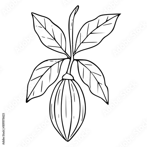 cacao fruit pod on a branch with leaves line art illustration
