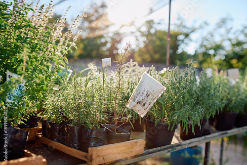 Billede på lærred Fresh rosemary and other potted herbs thriving in an outdoor plant nursery durin