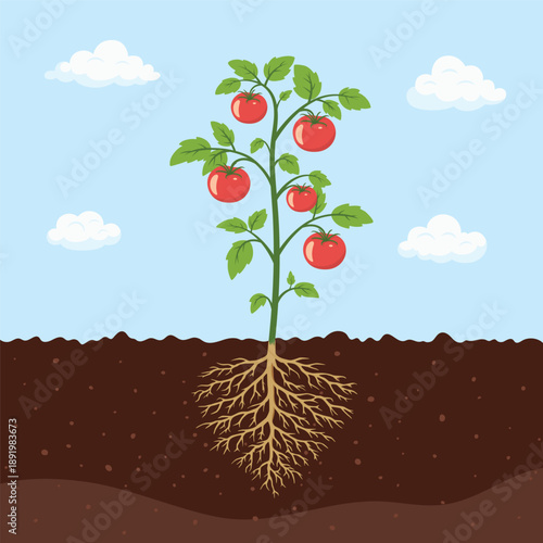 Tomato Plant with Roots, Flat Cartoon Vector Illustration. Garden Tomato Growth, Tomato Tree with Underground Root System. Agriculture Botanical Plant Anatomy. Farming Gardening Concept