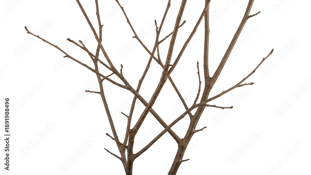 Fototapeta premium Barren tree branches against white sky isolated on transparent background