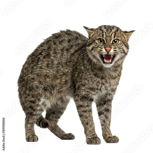 A hissing fishing cat on transparent background.