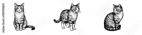 Vintage engraved tabby cats in three poses illustration set
