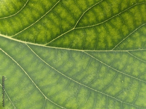 Fotografija Macro shot of a green leaf showing signs of nutrient deficiency, specifically interveinal chlorosis, highlighting the intricate vein pattern and yellowing texture