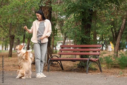 Pretty young woman with treat training her cute Australian Shepherd dog in park