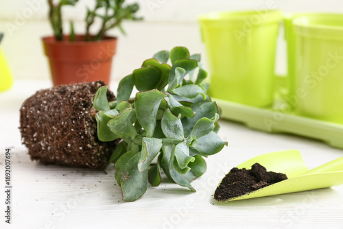 Transplanting plant and gar...