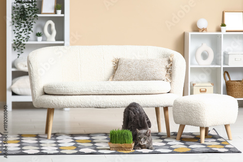 Cute grey cat with green gr...