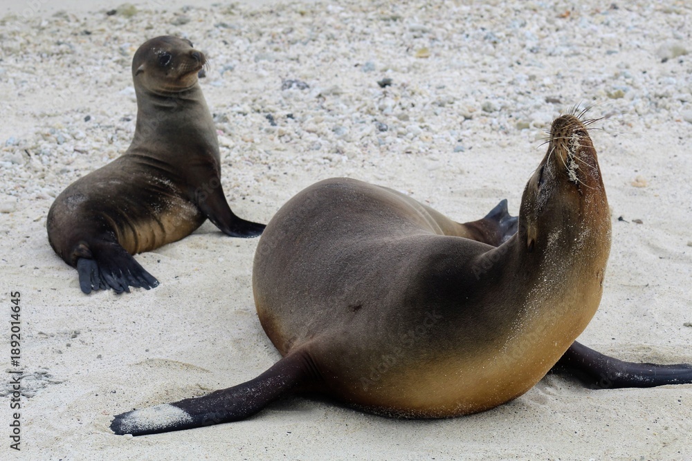 Fototapeta premium Sea lions in Galapagos