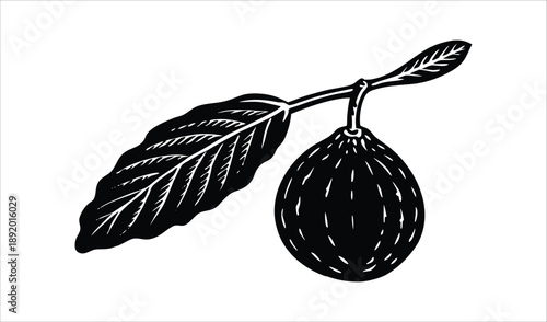 Stylized Black and White Illustration of a Fig Fruit with a Leaf on a Branch