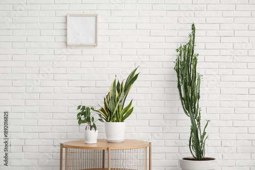 Big cactus with houseplants...