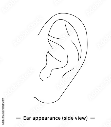 Ear appearance illustration (external view, vector)