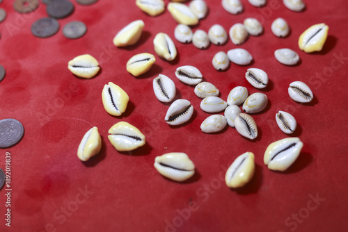 Slika na platnu Top view of traditional cowrie shell money scattered on red background