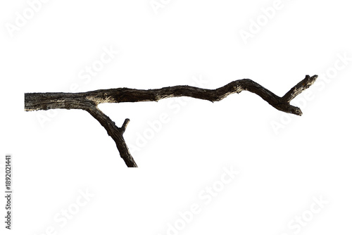 Dead branch with cracked bark isolated on transparent background.
