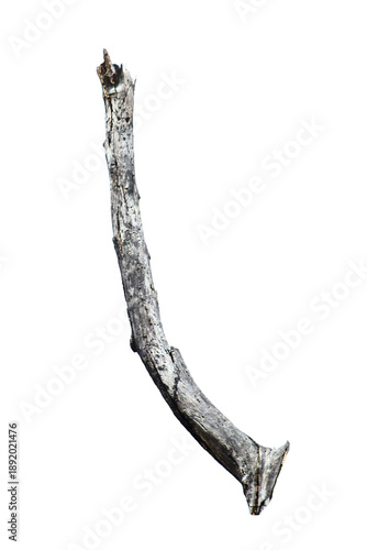 Dead branch with cracked bark isolated on transparent background.