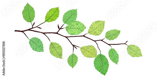 Vector drawing a branch with green leaves isolated on a white background, spring illustration