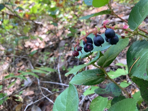 Strand of ripe salal berries