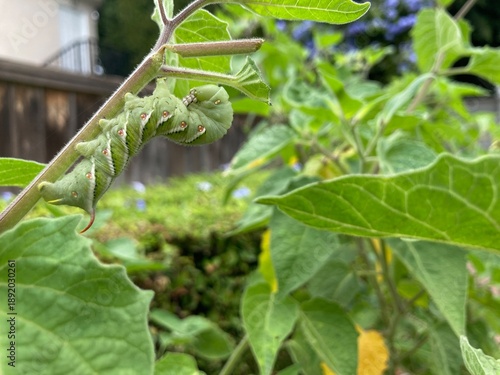 Huge Green Hornworm Grub on Tomato Plant