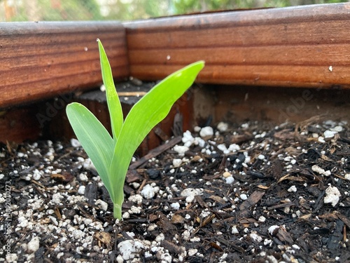 Corn Sprouting in Garden Planter