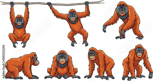 Orangutan Vector Illustration Set with Multiple Poses and Actions for Wildlife Education, Conservation Themes, Zoo Materials, Kids Content, and Creative Designs