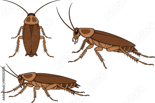 Detailed Cockroach Insect Vector Illustration Set Showing Multiple Angles for Pest Control, Biology, Education, Infestation Awareness, and Scientific Design Use