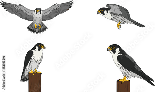 Falcon Bird Vector Illustration Set with Flying and Perched Poses Showing Detailed Raptor Anatomy for Wildlife, Nature, and Ornithology Designs