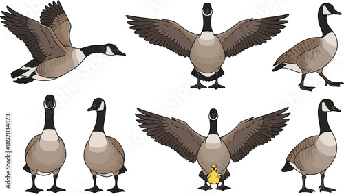 Goose Bird Vector Character Set with Flying, Standing, Walking, and Wing Spread Poses in Flat Cartoon Style for Wildlife and Nature Designs