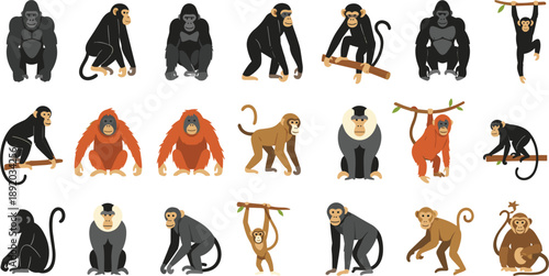 Monkey and Ape Vector Character Set with Gorilla, Chimpanzee, Orangutan, and Different Primate Poses for Wildlife, Zoo, and Educational Designs
